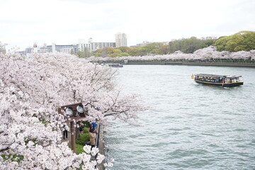 Beautiful cherry blossom sakura in spring time over blue sky in Osaka, Japan - 桜 お花見 造幣局 桜の通り抜け 大阪 日本
