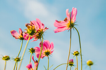 Beautiful cosmos pink flowers blooming in garden with blue sky in ant view for natural background vintage concept