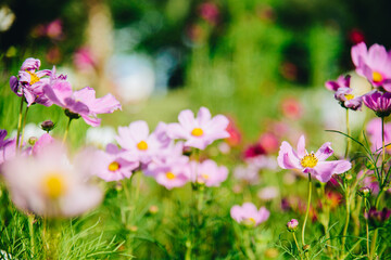Beautiful cosmos pink flowers blooming in garden with morning light for fresh concept background