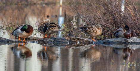 Mallards and reflections