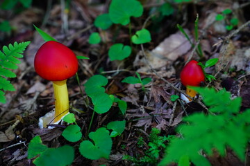 真っ赤な傘のタマゴタケ2