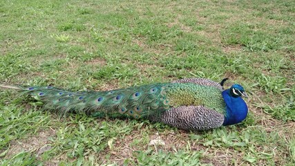 Paon sur herbe