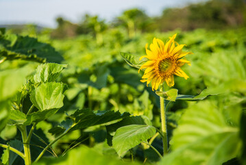 Single sunflowers in flower garden with sunset light for natural background concept