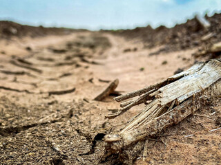 Dry Cracked Ground with decomposing plant material