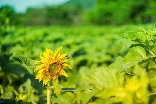 Single sunflowers in flower garden with sunset light for natural fresh background concept