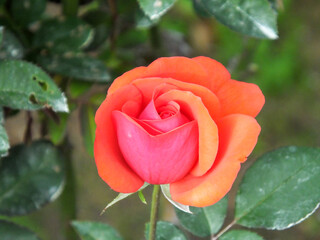 花びらの色が美しいオレンジのバラ　品種名：フィデリオ