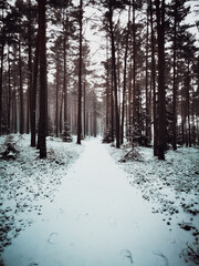 winter in the forest