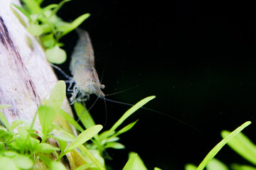 Naklejka premium シュリンプ