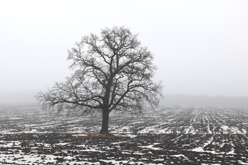Lonely winter tree on white snow in cold weather
