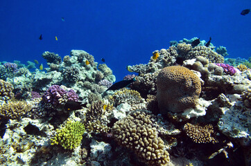 Fototapeta na wymiar The underwater world of the Red Sea: colorful fish and corals