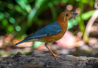 Orange Headed Thrush bird perched on a small tree branch