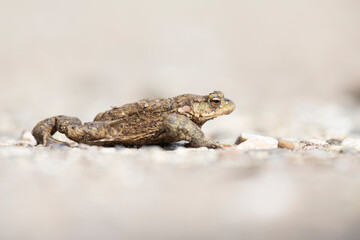 A common toad (Bufo bufo) during migration crossing the street