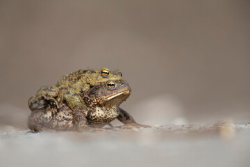 A male and female common toad (Bufo bufo) during migration crossing the street