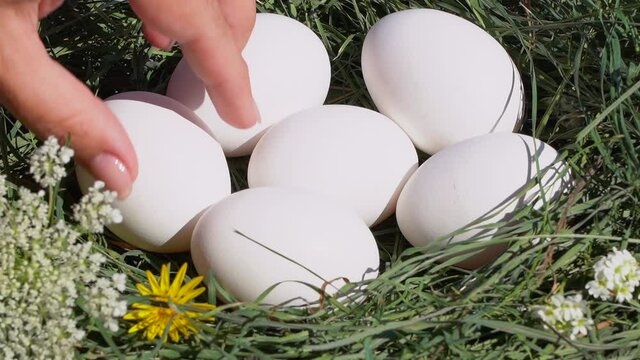 Closeup view video of several chicken eggs laying in green grassy nest. Woman takes eggs one by one