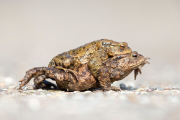 A male and female common toad (Bufo bufo) during migration crossing the street