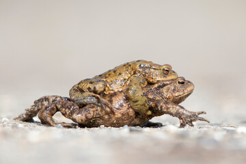 A male and female common toad (Bufo bufo) during migration crossing the street