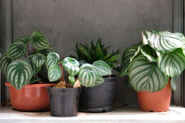 Green plants in different designed many pots on shelf with grey wall background. 