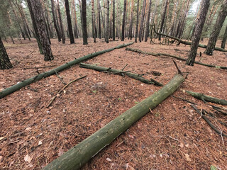 Fototapeta premium Forest near Kiev at winter