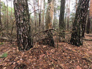 Forest near Kiev at winter