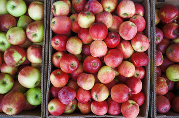 Harvesting, organic farming. The boxes are full of freshly picked red and green apples.