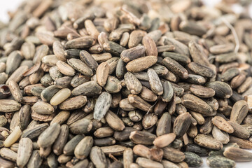 cardoon seeds,  artichoke thistle seeds