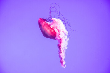 Jellyfish under black light in Toronto aquarium