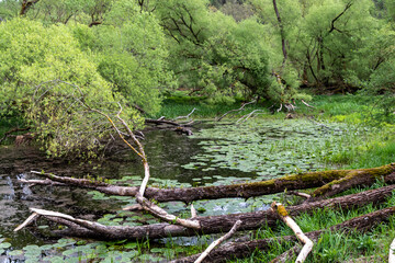 Altwasser und Auenlandschaft an der Waldnnab