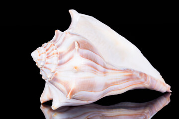 Fototapeta na wymiar Single sea shell of Aliger gigas known as the queen conch isolated on black background, close up
