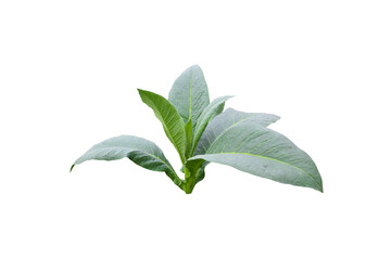 Isolated young tobacco plant with clipping paths.