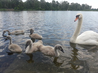 family of swans in Vienna