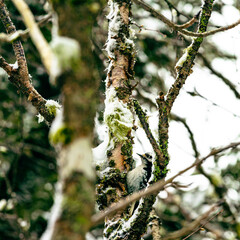 Winter snow wonderland trees white nature water river