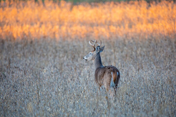 White-tailed deer buck (Odocoileus virginianus) standing in a Wisconsin soybean field
