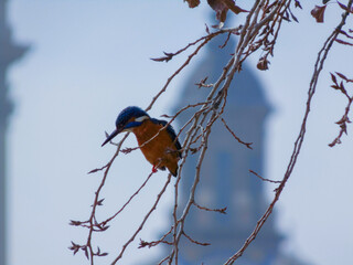 We can see a kingfisher and behind one of the towers of the 