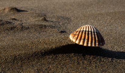 Seashell on the sand. Background