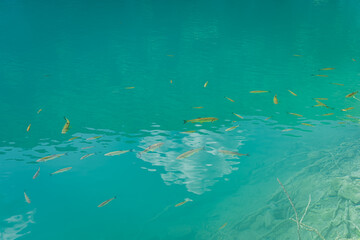 Fototapeta na wymiar Shoal of fishes in clean, transparent turquoise coloured lake with visible bottom, Plitvice Lakes National Park UNESCO World Heritage in Croatia