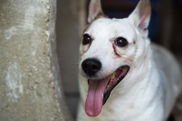 Old dog white Jack Russell Terrier.