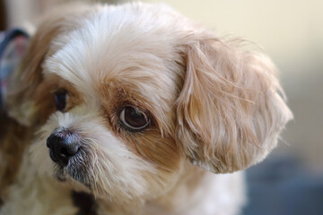 Closeup Brown Shih Tzu mix poodle.