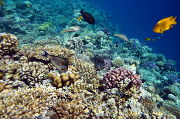 Fototapeta na wymiar Beautiful fish on the background of the Red Sea corals