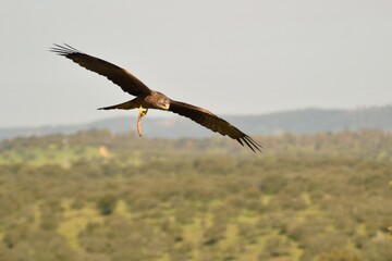Black Kite flying over Monfragüe National Park after having hunted its prey
