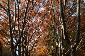 Fototapeta premium Colorful Row of Trees during Autumn in Long Island City Queens New York 