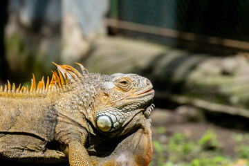 Fototapeta premium Close up view of Green iguana, also known as Common iguana or American iguana