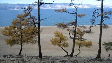 Baikal Lake in autumn sunny windy day. Magnificent autumn landscape with golden larch on the yellowed hills near the shore of the lake. Natural background