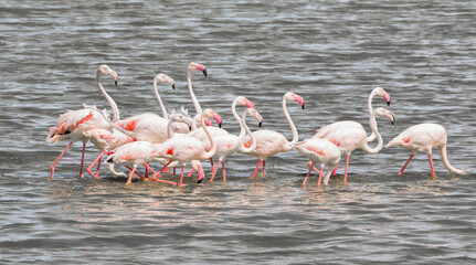 flock of greater flamingos wading through water