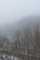 Forest trees in a cloudy and foggy atmosphere