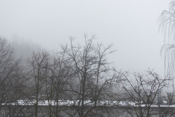 Forest trees in a cloudy and foggy atmosphere