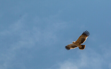 large bird of prey flying