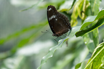 The black butterfly perched on green leaf
