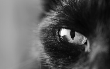black and white closeup of cat's eye, eye of an black cat watching you - Powered by Adobe