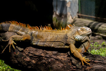 The Green iguana, a large, arboreal, mostly herbivorous species of lizard of the genus Iguana, is lying on a tree at the zoo