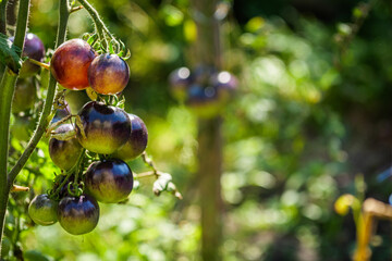 plantation of fresh purple tomatoes gardening concept